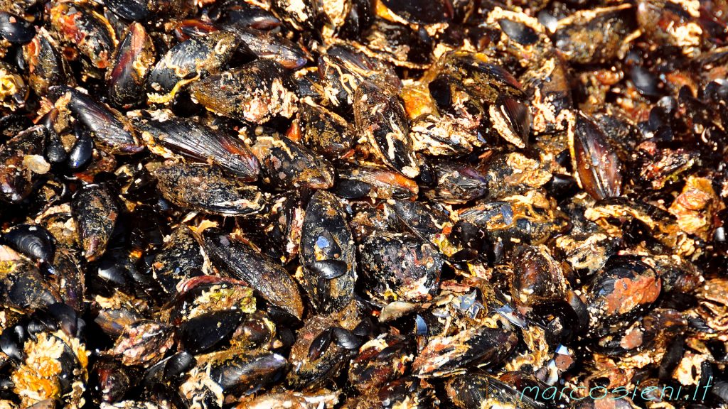 Cozze Raccolte