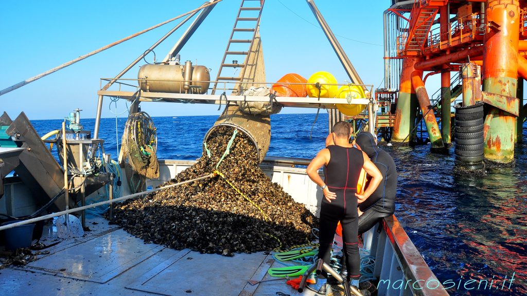 Raccolta Cozze 3