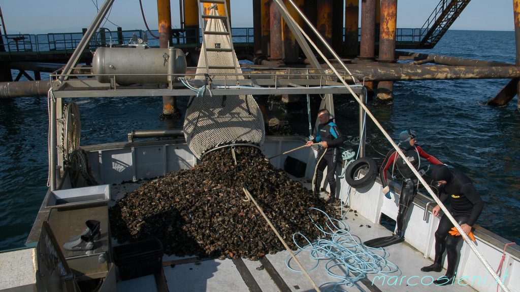 Raccolta Cozze 4