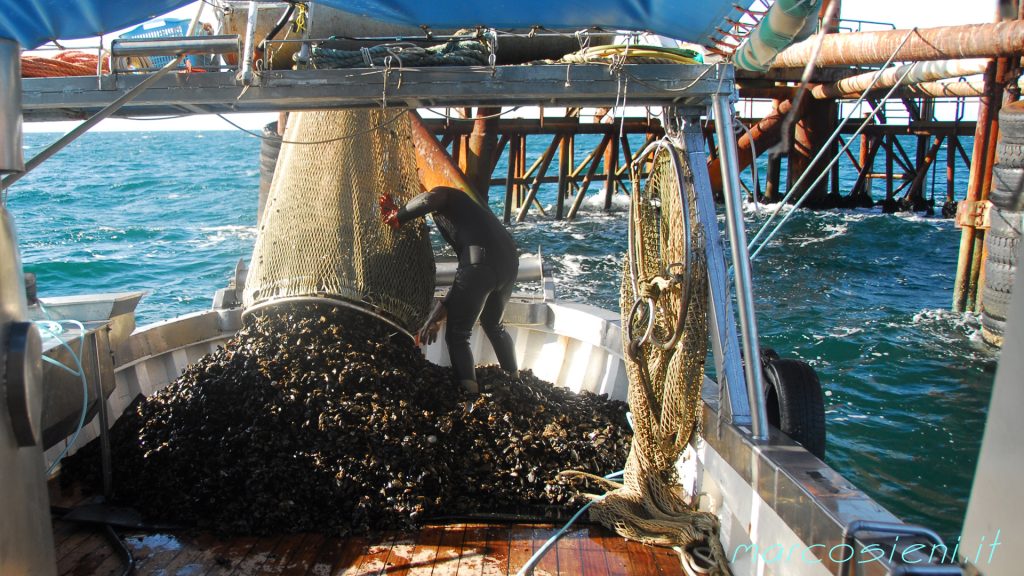 Raccolta Cozze 6